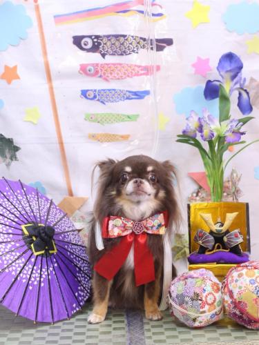 20240509チロルくん